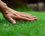 olean new york lawn care