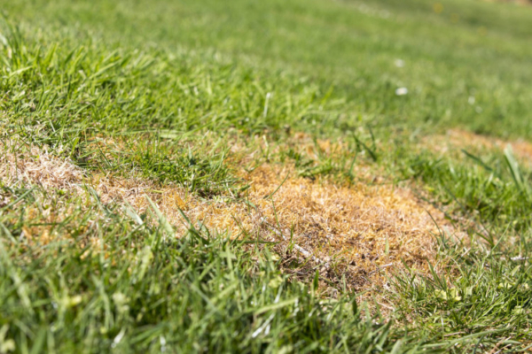 Grub Control Service: Protecting Your Lawn From Underground Pests