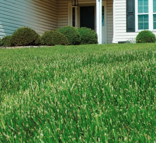 The Ultimate Guide to Achieving a Lush Green Lawn with Balanced Granular Fertilizer