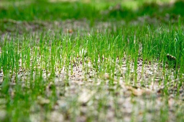 Keeping Your Lawn Healthy and Beautiful With Weed Control