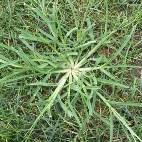Crabgrass In New York State